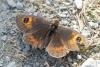 Erebia rondoui